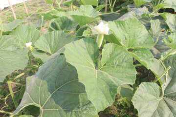 Bottle gourd plant on farm for sell