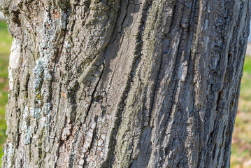close up of part of a tree trunk