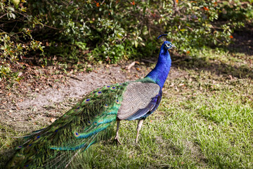 Fort Lauderdale, Florida - March 23, 2024: Peacocks along the channels of the everglades outside of Fort Lauderdale, Florida
