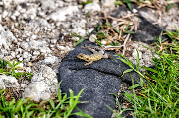 Fort Lauderdale, Florida - March 23, 2024: A small lizard in the everglades outside of Fort Lauderdale, Florida
