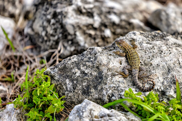 Fort Lauderdale, Florida - March 23, 2024: A small lizard in the everglades outside of Fort Lauderdale, Florida
