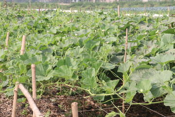 Bottle gourd plant on farm for sell
