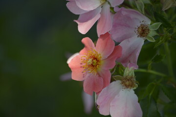 Zarte rosa Wildrosenblüten im Fokus-Romantik, Natur, Sommerlicht