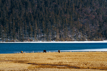 cattles grazing by the lake