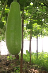 Bottle gourd on farm for sell