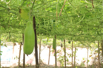 Bottle gourd on farm for sell