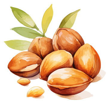 Watercolor drawing clipart of a Argan nut, isolated on a white background, Illustration painting, Argan nut vector, drawing, design art, clipart image, Graphic logo
