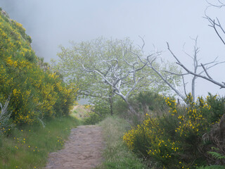 paved footpath in green foggy misty mountains covered with yellow flowers and white dry trees at hiking trail PR12 to Pico Grande one of the highest peaks in the Madeira, Portugal - 783897295