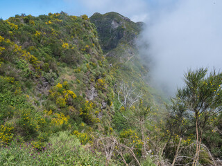 View of green foggy misty mountain landscape covered with yellow flowers and white dry trees at hiking trail PR12 to Pico Grande one of the highest peaks in the Madeira, Portugal - 783897682
