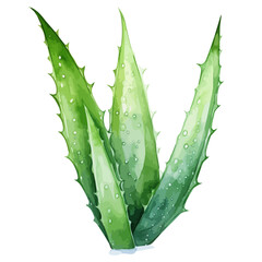 Watercolor drawing clipart of a Aloe vera with leaves, isolated on a white background, Illustration painting, Aloe vera vector, drawing, design art, clipart image, Graphic logo