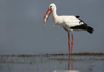 White stork holding a big fish at Bhigwan bird sanctuary, Maharashtra