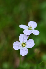 Beautiful close-up of a cardamine pratensis flower