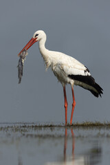 White stork with a big fish catch at Bhigwan bird sanctuary, Maharashtra, India