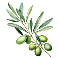 Watercolor painting vector of green olive, isolated on a white background, Olive vector, clipart Illustration, Graphic logo, drawing design art, clipart image