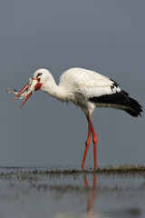 White stork with a big fish catch at Bhigwan bird sanctuary, Maharashtra