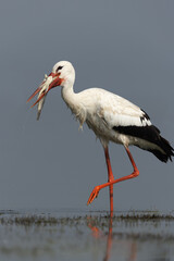 Closeup of a White stork with a big fish catch at Bhigwan bird sanctuary, Maharashtra © Dr Ajay Kumar Singh