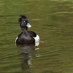 Frontal portrait of an adult male tufted duck (Aythya fuligula) in breeding plumage swimmming through the water - 783899852