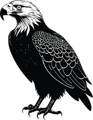 A close-up eagle black-white silhouette