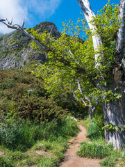 Footpath in green foggy misty mountains covered with yellow flowers and big trees at hiking trail PR12 to Pico Grande one of the highest peaks in the Madeira, Portugal - 783900477