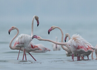 Greater Flamingos territory dispute while feeding at Eker creek of Bahrain