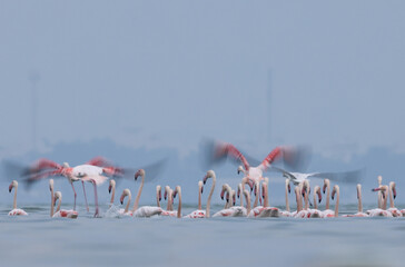 Motion blur shot of Greater Flamingos wading and takeoff  at Eker creek in the morning, Bahrain