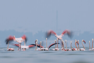 Motion blur shot of Greater Flamingos takeoff  at Eker creek in the morning hours at Bahrain
