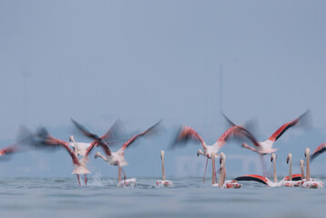 Motion blur shot of Greater Flamingos takeoff at Eker creek in the morning hours at Bahrain