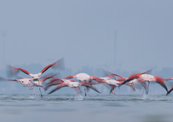 Motion blur shot of Greater Flamingos takeoff  at Eker creek in the morning