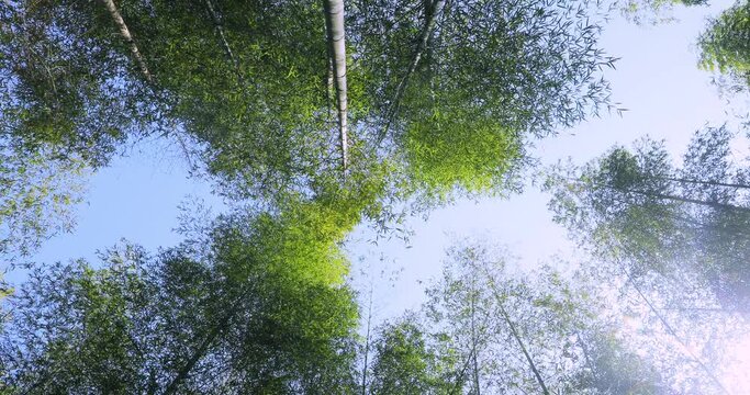 Everbright, shooting, forest, fresh and green green, bamboo forest, bamboo