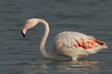 Greater Flamingos at Mameer coast in the morning, Bahrain