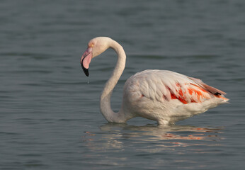 Portrait of a Greater Flamingos at Mameer coast in the morning, Bahrain