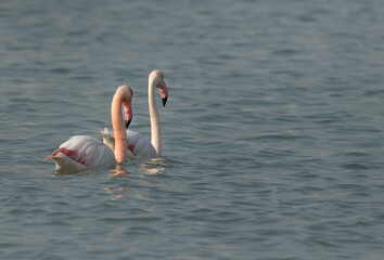 A pair of Greater Flamingos wading at Mameer coast in the morning, Bahrain