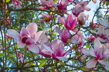 Magnolia blossoms in pink