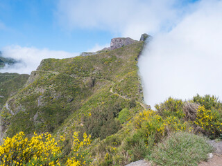 footpath in green foggy misty mountains covered with yellow and purple flowers at hiking trail PR12 to Pico Grande one of the highest peaks in the Madeira, Portugal - 783902431