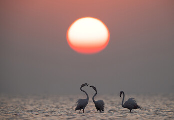 Greater Flamingos territory fight and dramatic sunrise at Asker coast, Bahrain