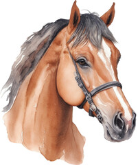 Portrait of a bay horse. Watercolor painting on white background