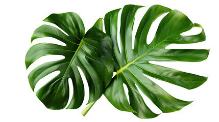 Monstera leaves isolated background