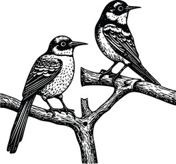 A close up of a black and white Little bird on a branch of tree