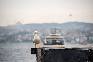 Seagulls are a touristic attraction for the Istanbul city.