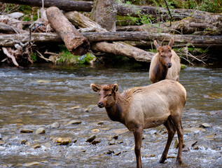 Two young Elks, or Wapiti crossing the Oconaluftee River near Cherokee North Carolina - 783907475