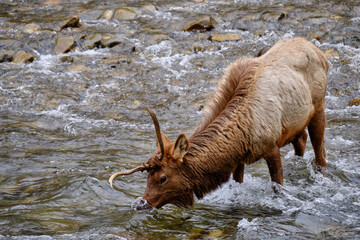 Single Antlered Bull Elk or Wapiti standing and drinking water from  Oconaluftee River  in the Smoky Mountains of North Carolina near Cherokee - 783907676