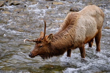 Single Antlered Bull Elk or Wapiti standing and drinking water from  Oconaluftee River  in the Smoky Mountains of North Carolina near Cherokee - 783907677