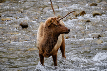 Single Antlered Bull Elk or Wapiti standing in the Oconaluftee River in the Smoky Mountains of North Carolina near Cherokee - 783907881