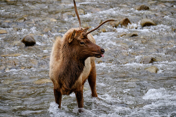 Single Antlered Bull Elk or Wapiti standing in the Oconaluftee River in the Smoky Mountains of North Carolina near Cherokee - 783907887