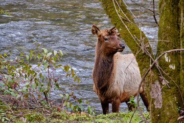 Elk or Wapita coming out of the waters of the Oconaluftere River in the Smoky Mountains of north Carolina - 783908079