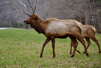 Naklejka na ściany i meble Single Antlered Bull Elk in the Smoky Mountains of North Carolina near Cherokee