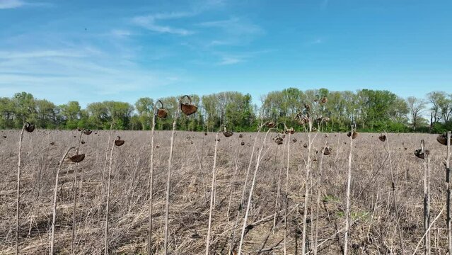 Drought sunflower common dry field drone aerial land Helianthus annuus, very drying up the soil cracked, climate change, environmental disaster and earth cracks, crop conditions affecting death plants