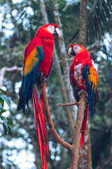 Guacamayas Rojas en el Parque de Aves, Copan Ruinas, Honduras