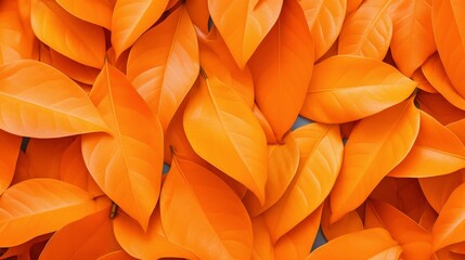 A stunning flat lay of leaves in a fiery orange hue, meticulously organized on a white background to form a radiant, eye-catching pattern, ideal for vivid and artistic presentations.