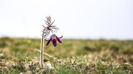 Pasqueflower, violet flower on a field